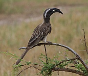 African grey hornbill (tockus nasutus), Tarangire N.P